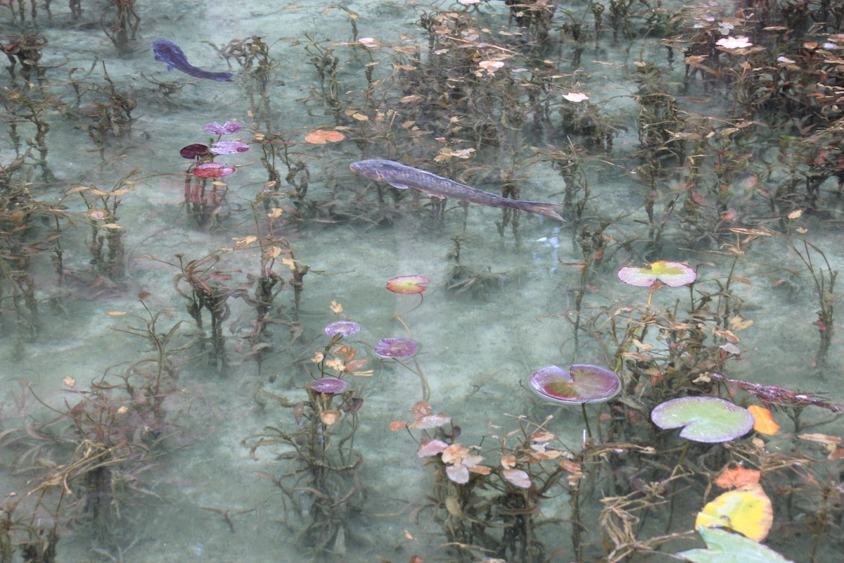 Monet's Pond in Japan