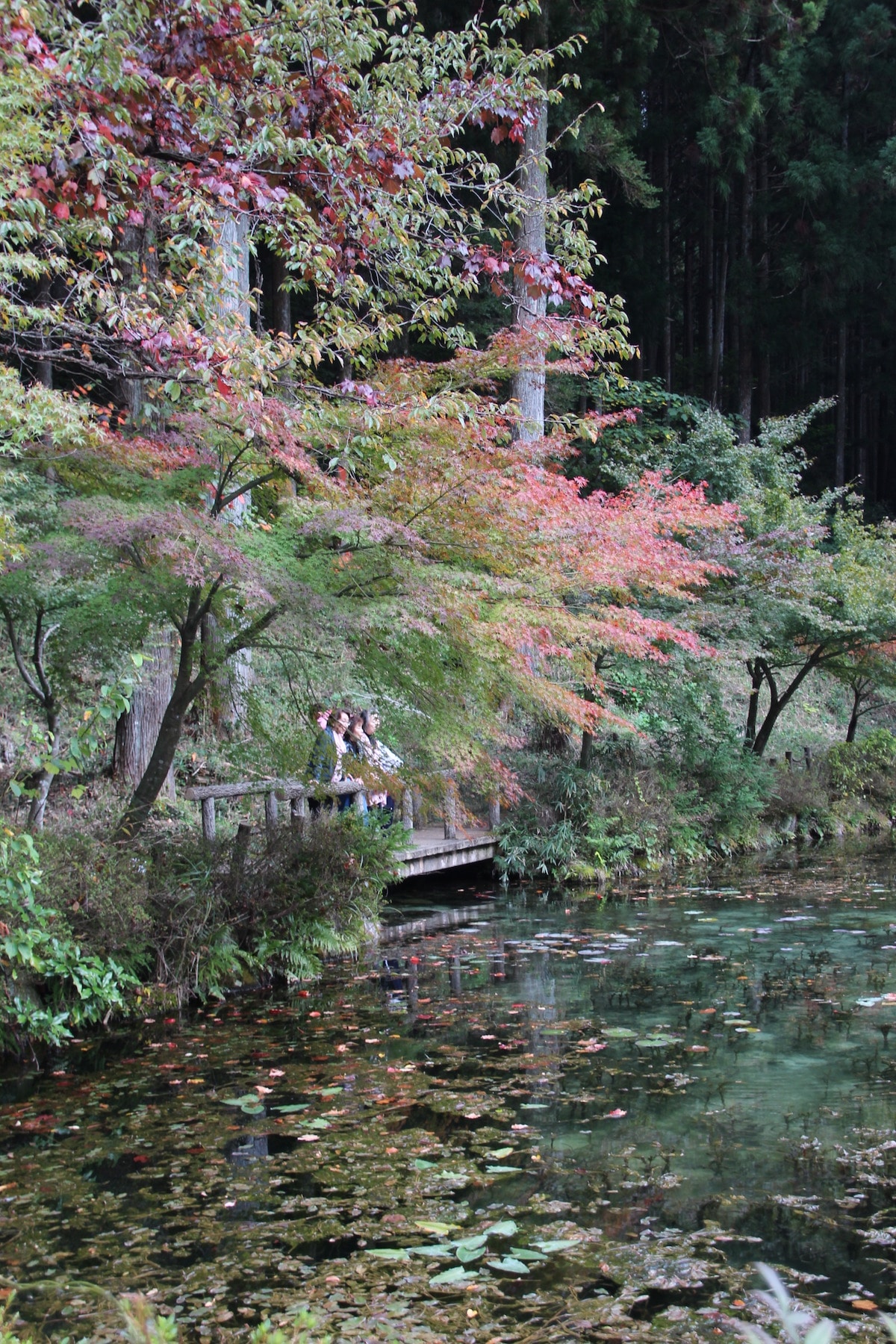 Estanque de Monet en Japón