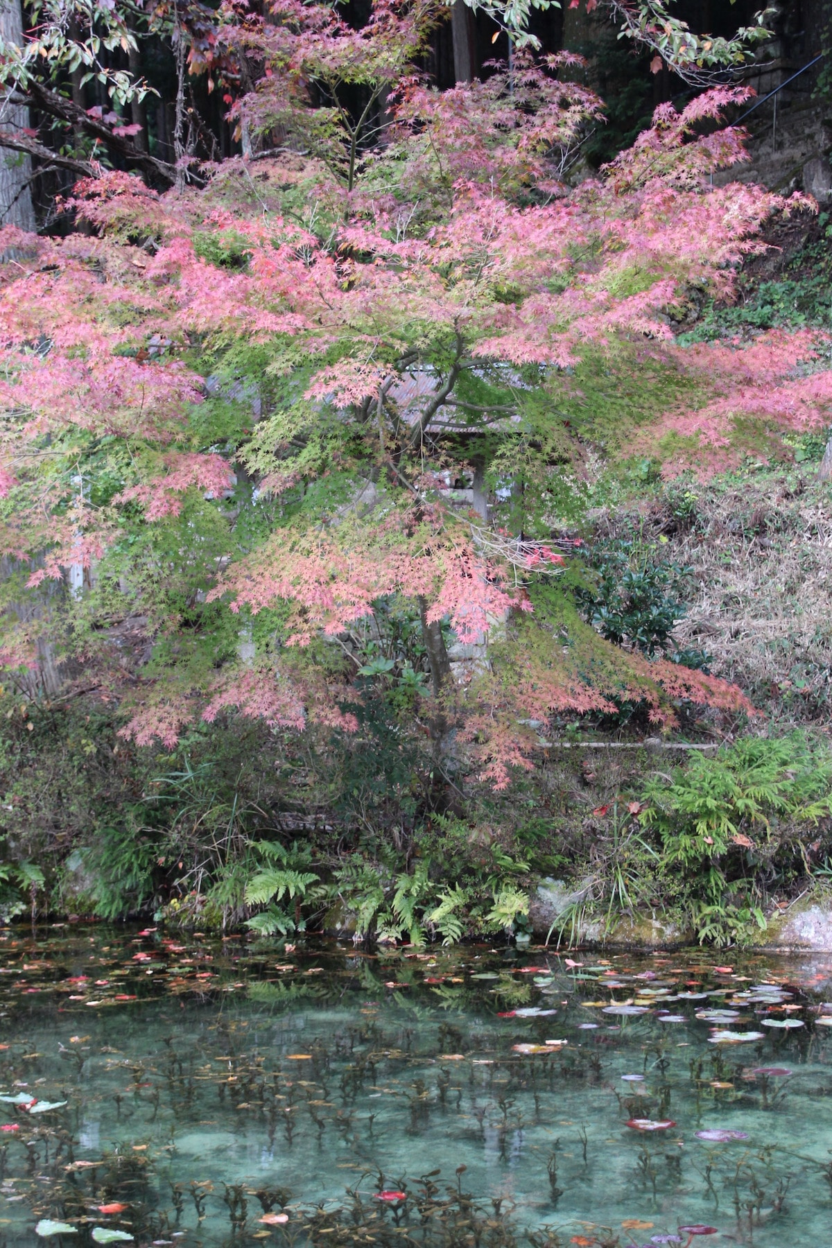 Monet's Pond in Japan