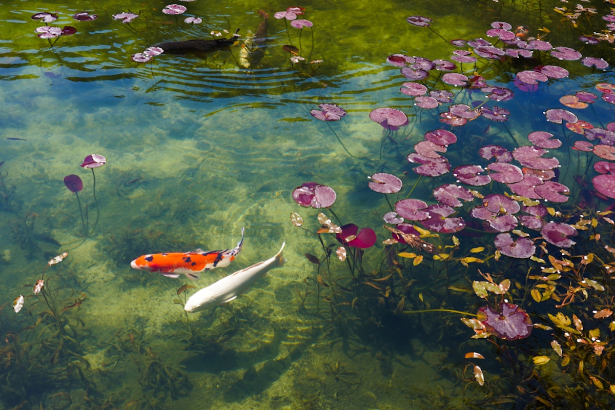 Monet's Pond in Gifu Prefecture