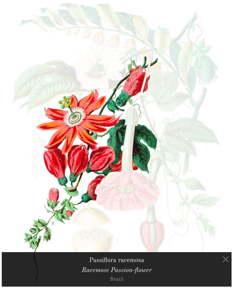 Ilustraciones botánicas restauradas por Nicholas Rougeux