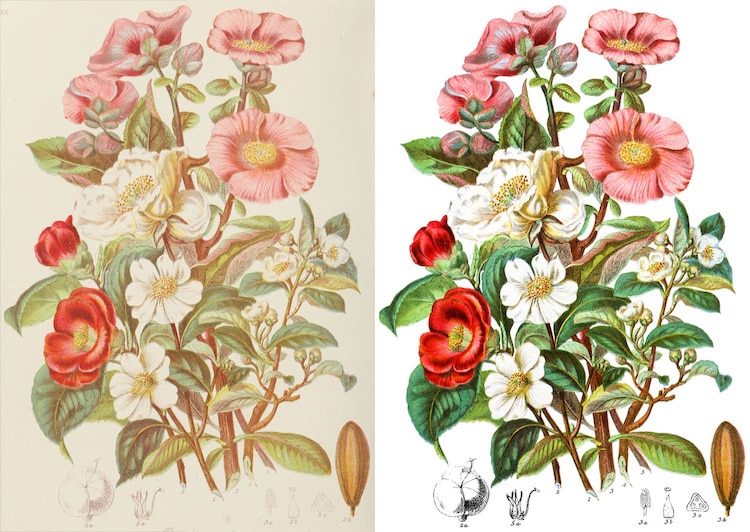 Ilustraciones botánicas de Elizabeth Twining Online