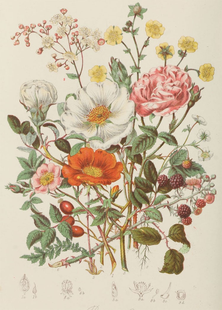 Restauración de ilustraciones botánicas por Nicholas Rougeux