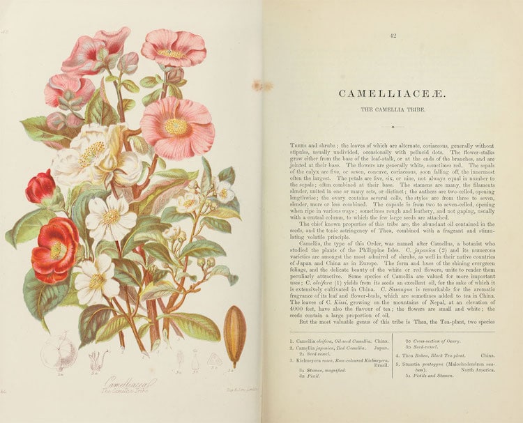 Restauración de un catálogo botánico por Nicholas Rougeux