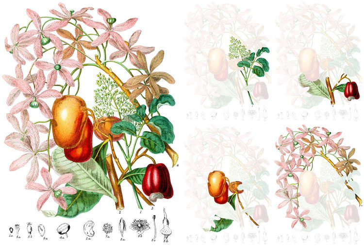 Restoring Botanical Illustrations by Nicholas Rougeux