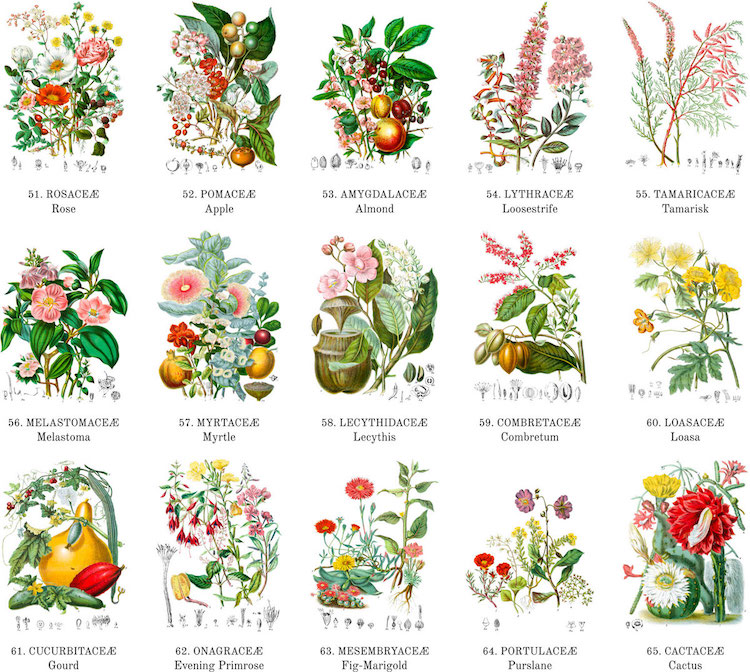 Botanical Illustrations Poster