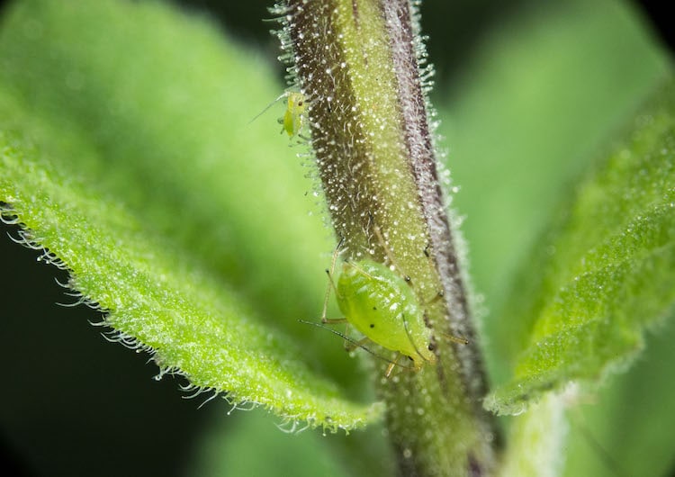 Macro Photo of an Aphid