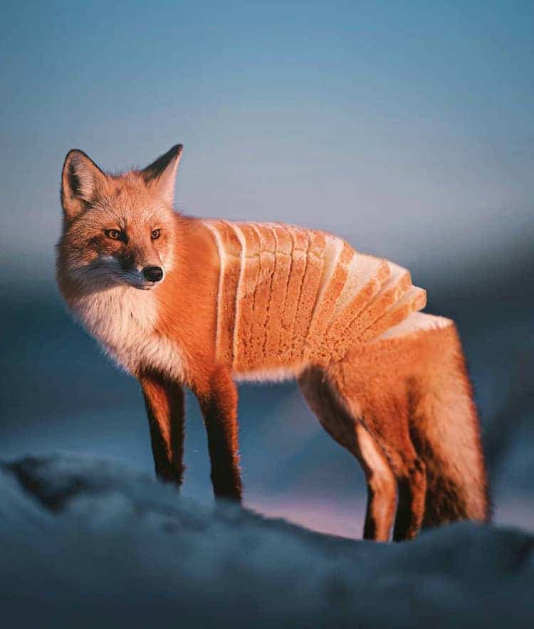 Photo Manipulation Art Animals by Ronald Ong