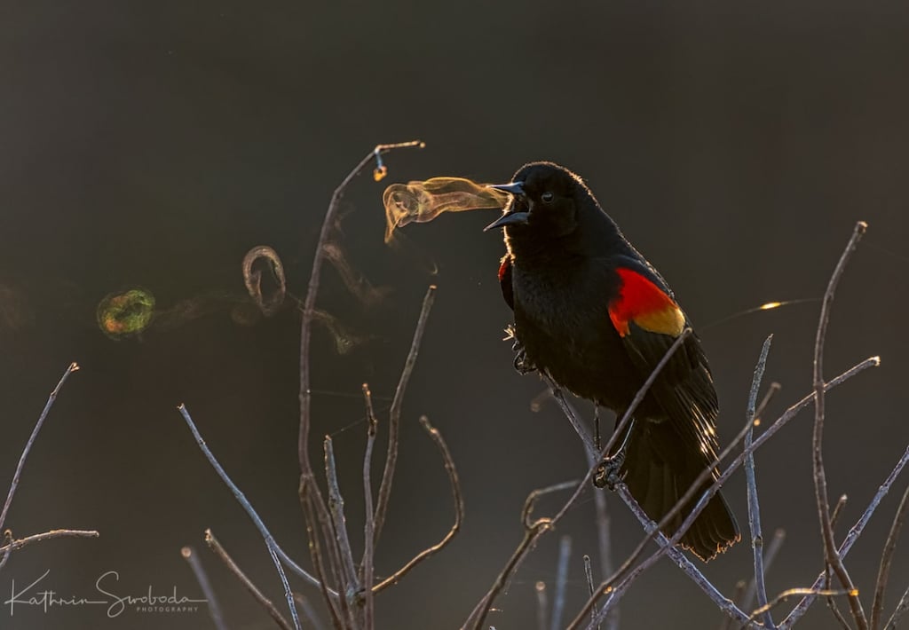 Red-Winged Blackbird Photo