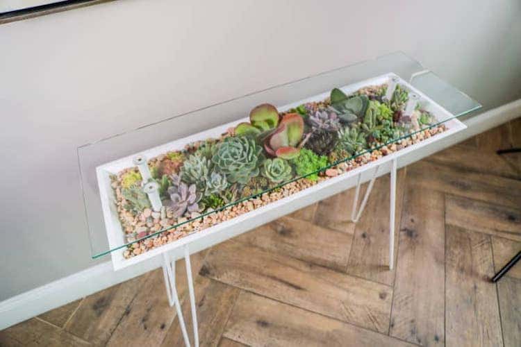 mesa para suculentas de Bloomingtables