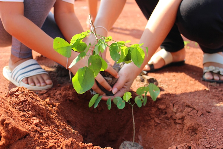 Etiopía bate récord mundial de plantar árboles
