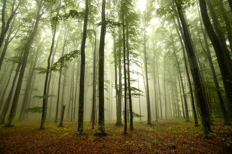 Hydraulic Coupling in Trees