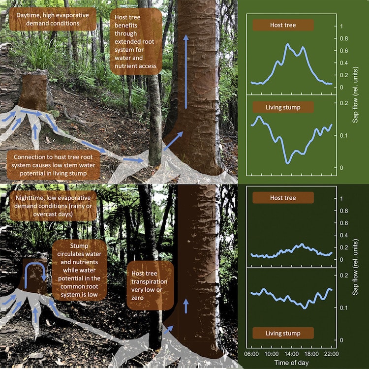 Hydraulic Coupling in Trees