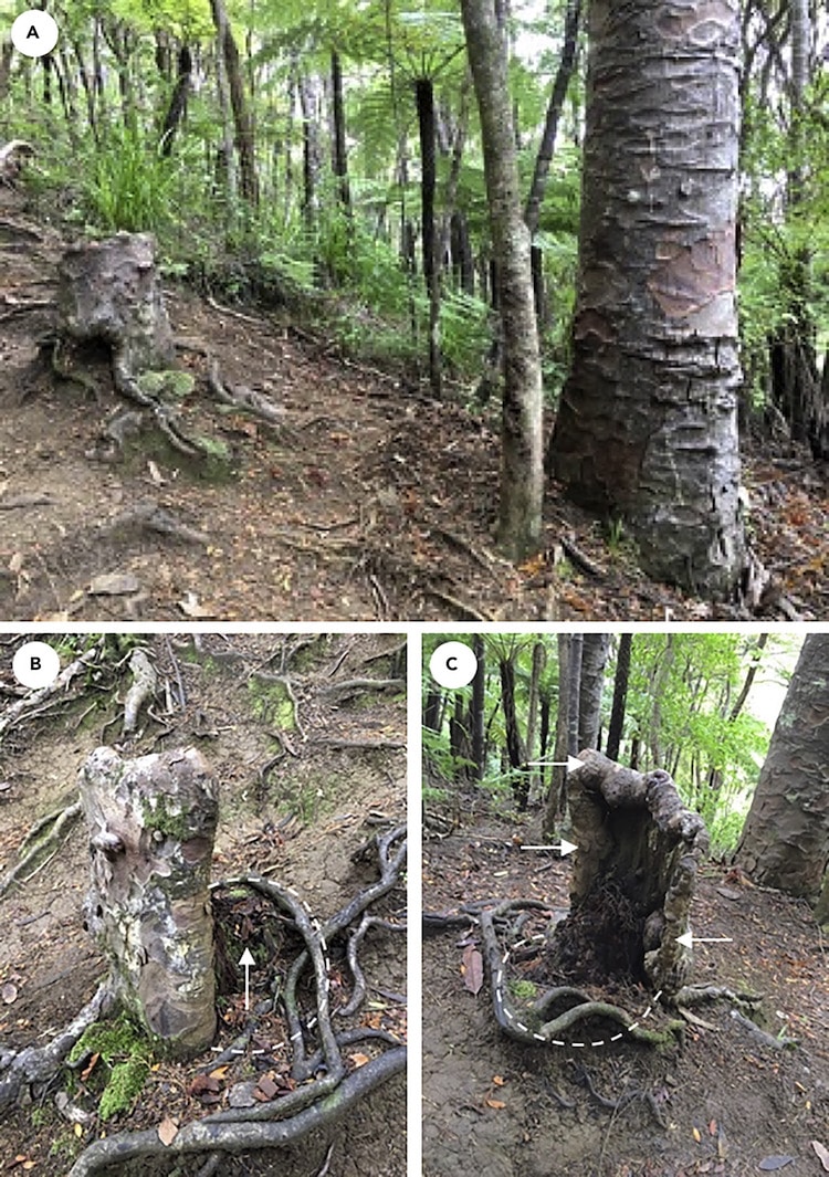 Relación simbiótica entre árboles y tocón de árbol