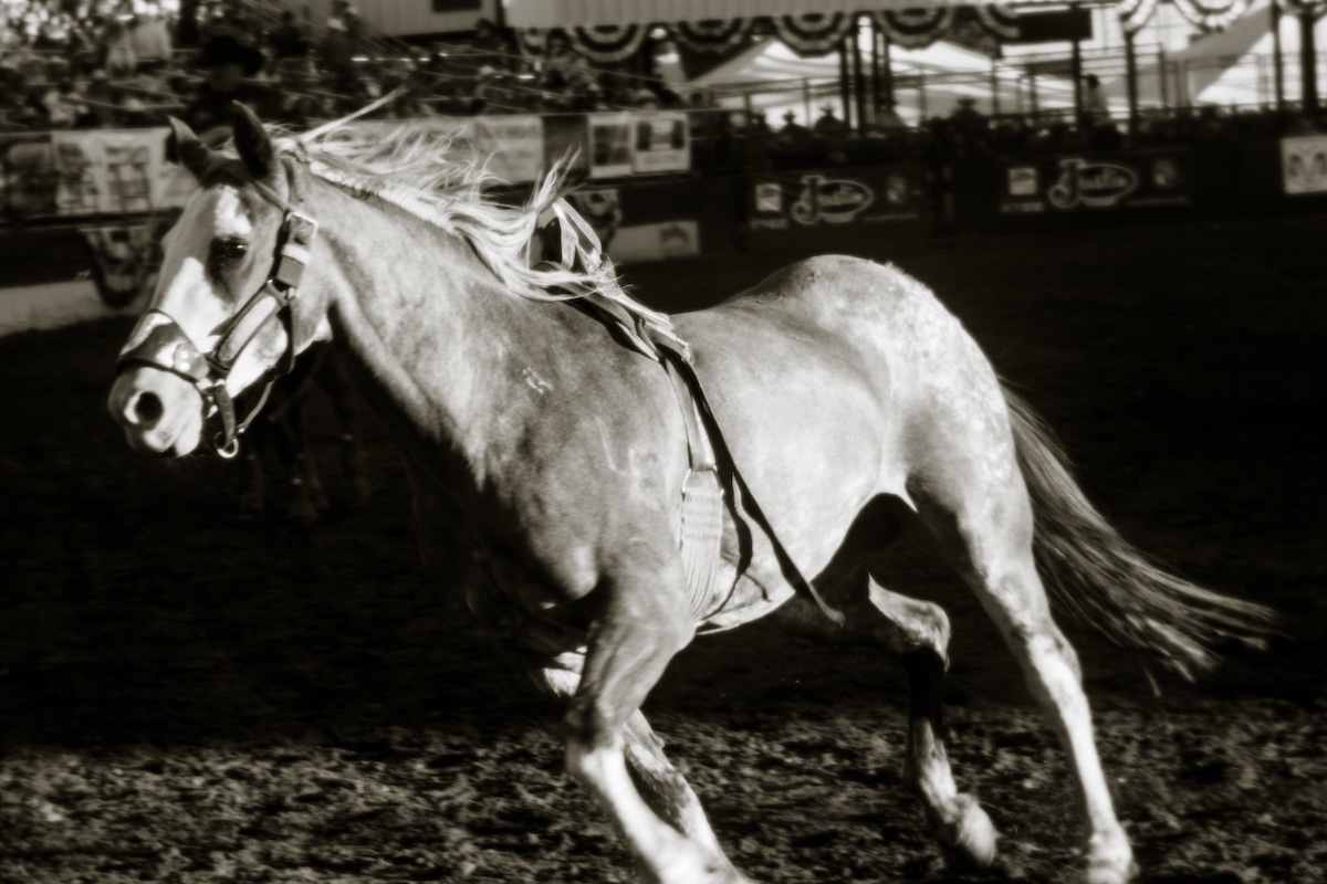 Horse Galloping at a Rodeo