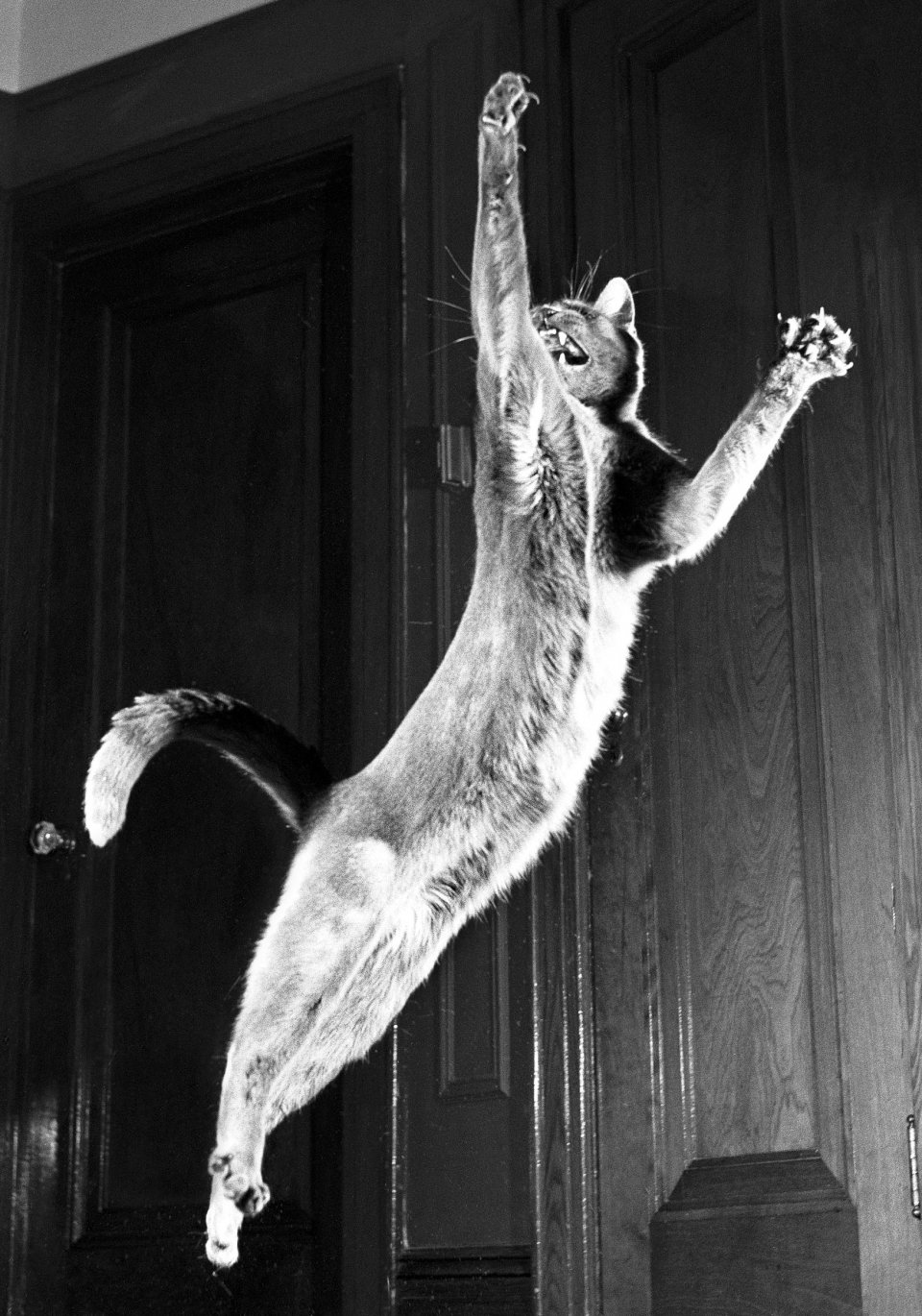 Walter Chandoha Cats - libro de fotografía de Taschen