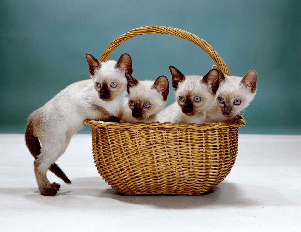 Walter Chandoha Cats - libro de fotografía de gatos de Taschen