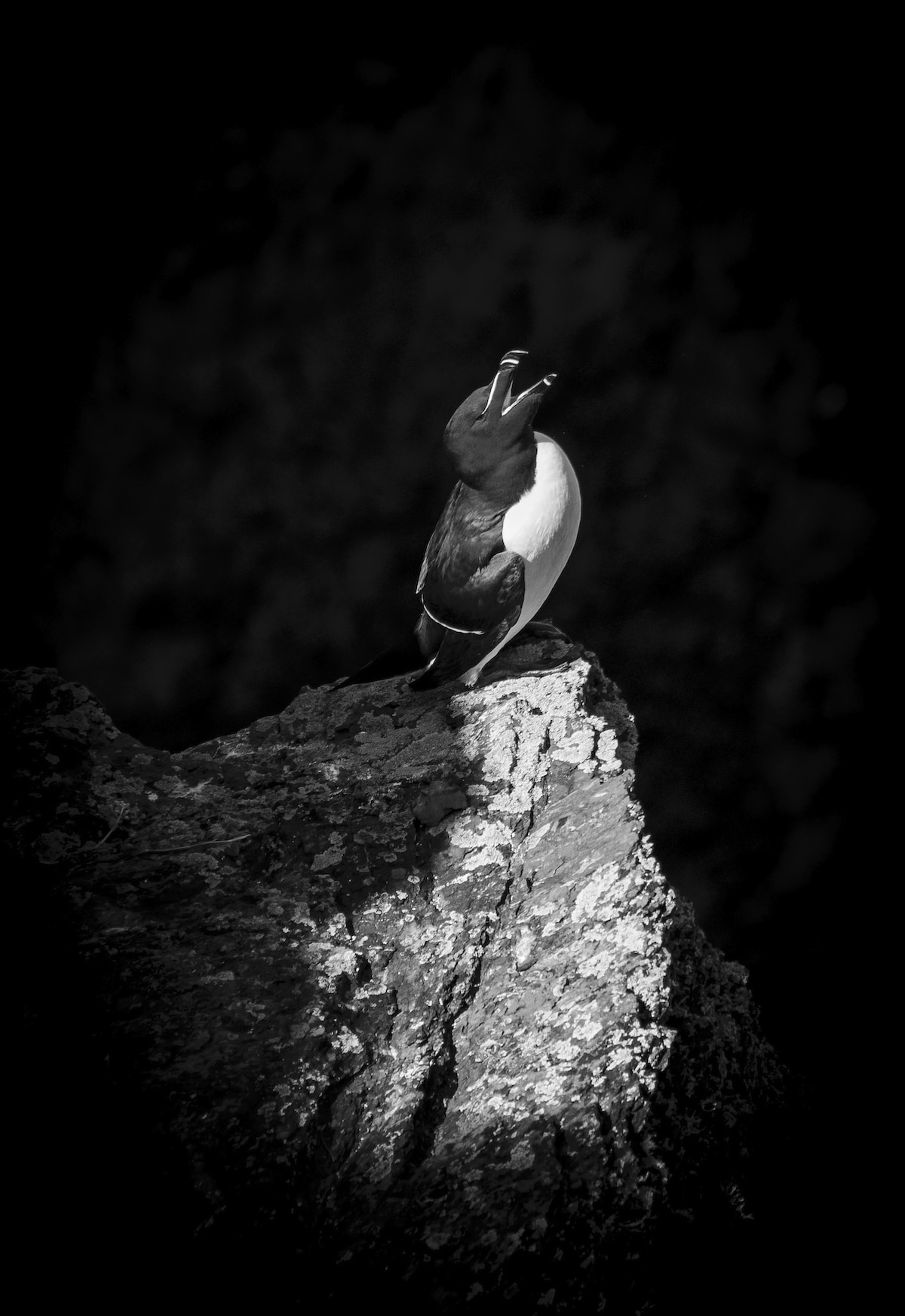 Bird Photography from British Wildlife Photography Awards
