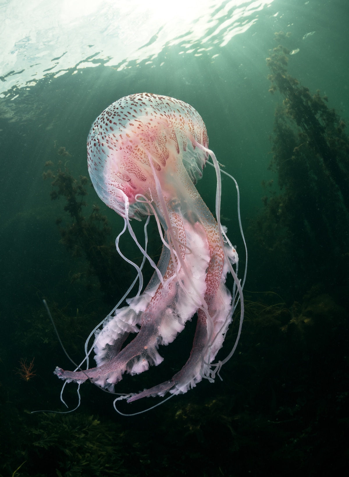 Jellyfish Photograph from Trevor Rees
