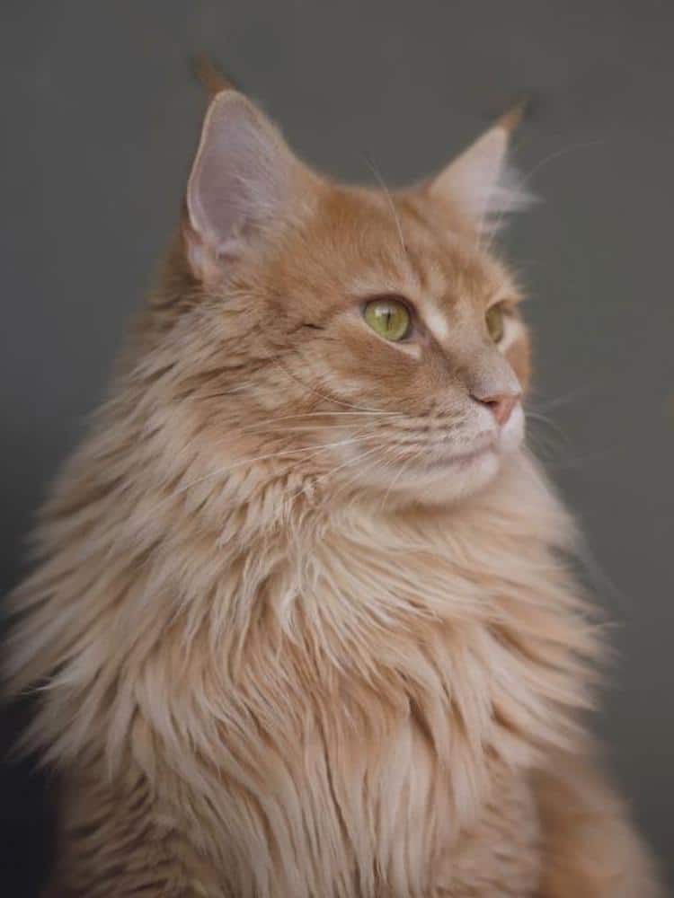 Artificial Intelligence Cat Portrait