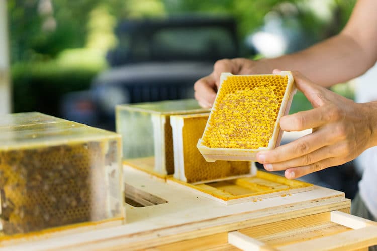 Modern Beekeeping Equipment