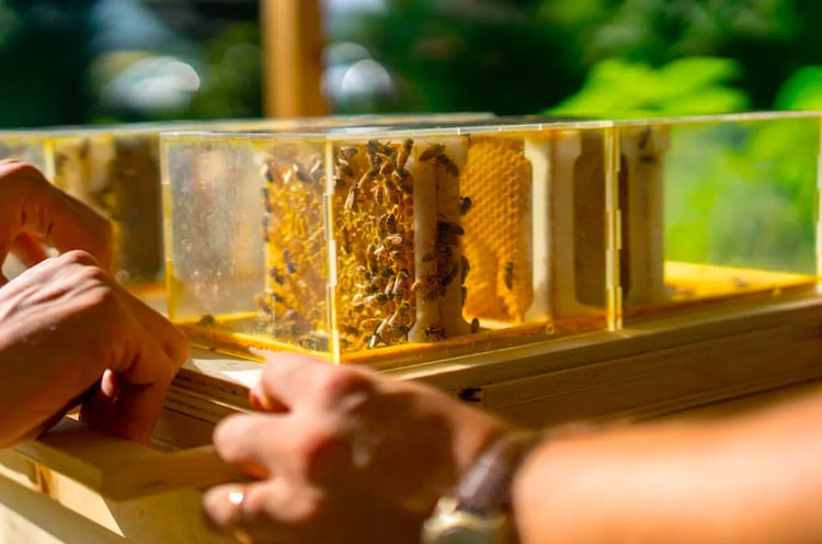 B-Box - Urban Beekeeping