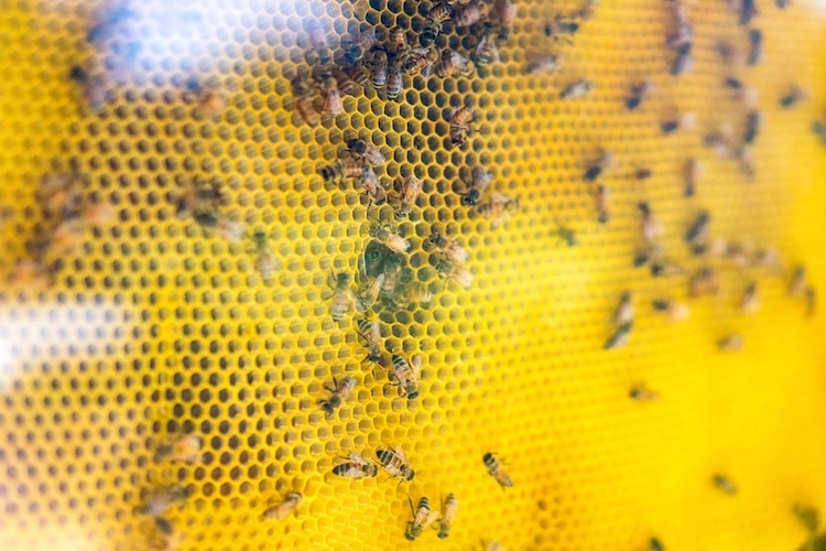 Low Footprint Beekeeping