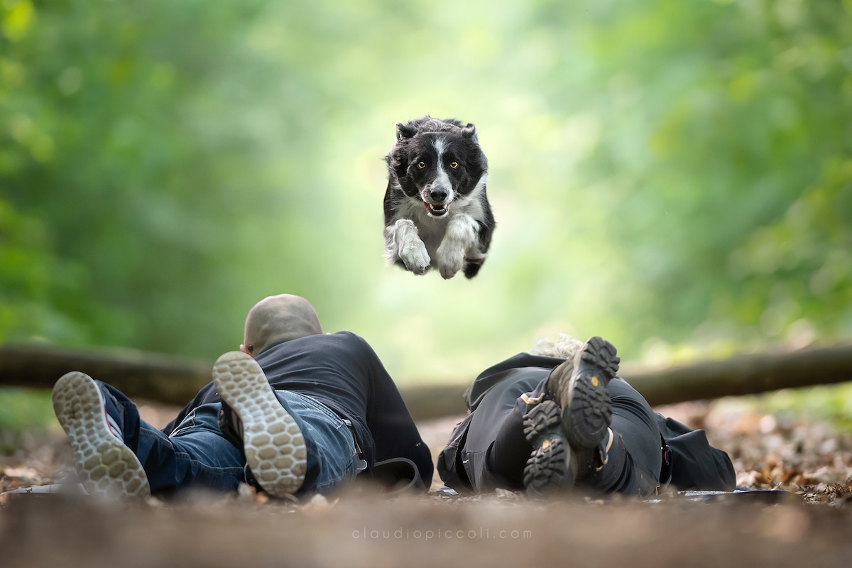 Photographie de chien en plein vol par Claudio Piccoli