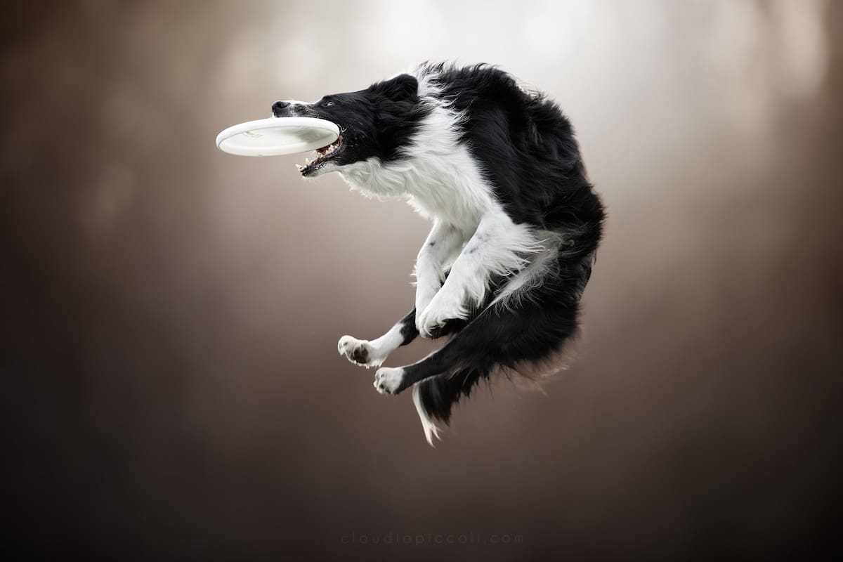 Dog Photography by Claudio Piccoli
