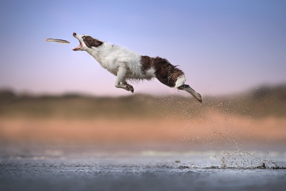 Photographie de chien en plein vol par Claudio Piccoli