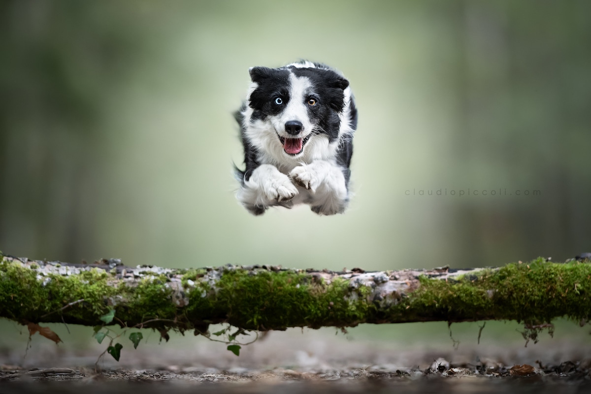 Photos of Dogs in Mid-Air by Claudio Piccoli