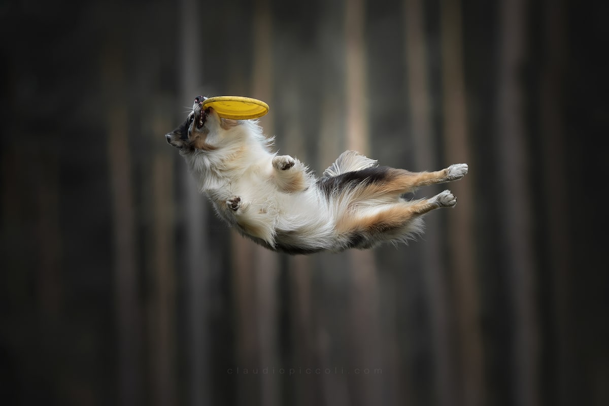 Foto de perro saltando por Claudio Piccoli