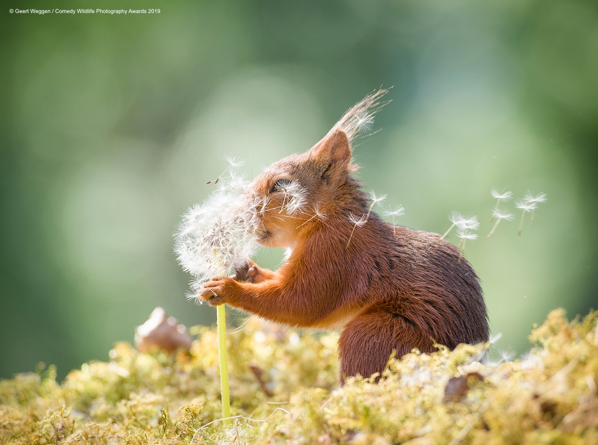 2019 Finalists Comedy Wildlife Photography Awards