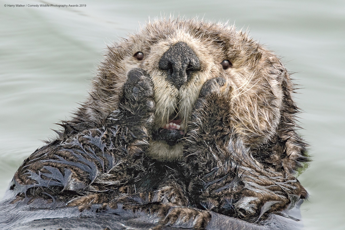 Comedy Wildlife Photography 2019 / fotos graciosas de animales