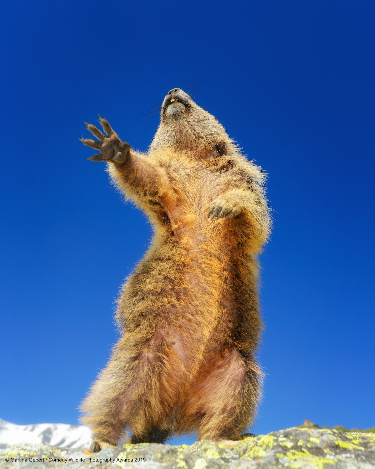 2019 Finalists Comedy Wildlife Photography Awards