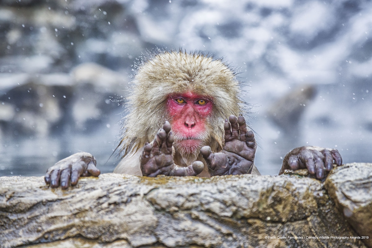 Finalistas Comedy Wildlife Photography Awards 2019