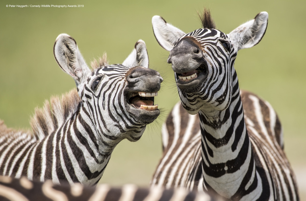 Comedy Wildlife Photography 2019 / fotos divertidas de animales