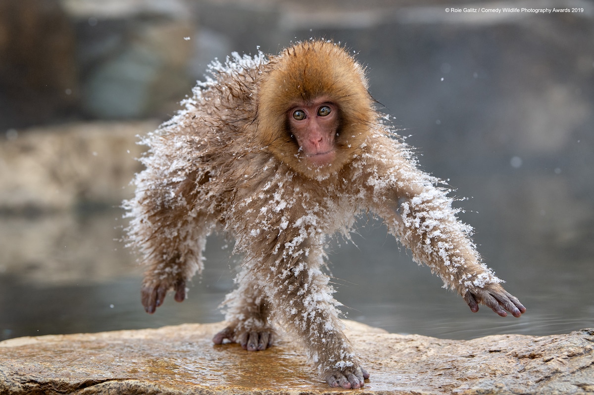 40 Funny Finalists from the 2019 Comedy Wildlife Photography Awards