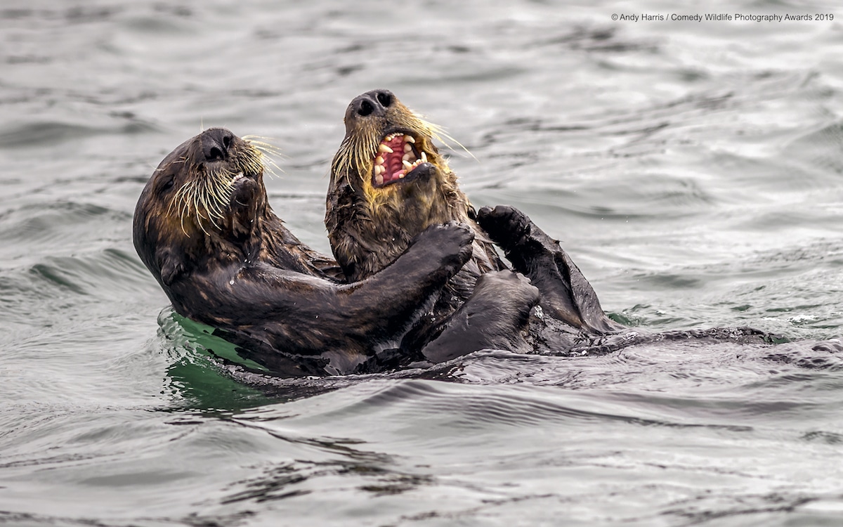 Finalistas Comedy Wildlife Photography Awards 2019