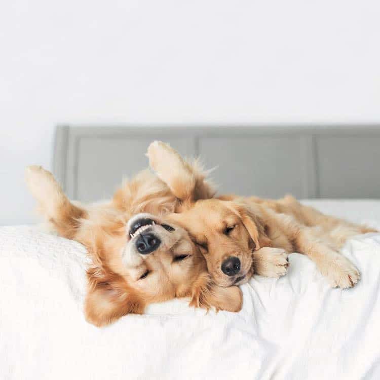 Adorables Fotos De Dos Golden Retrievers Celebran Su Vinculo Especial