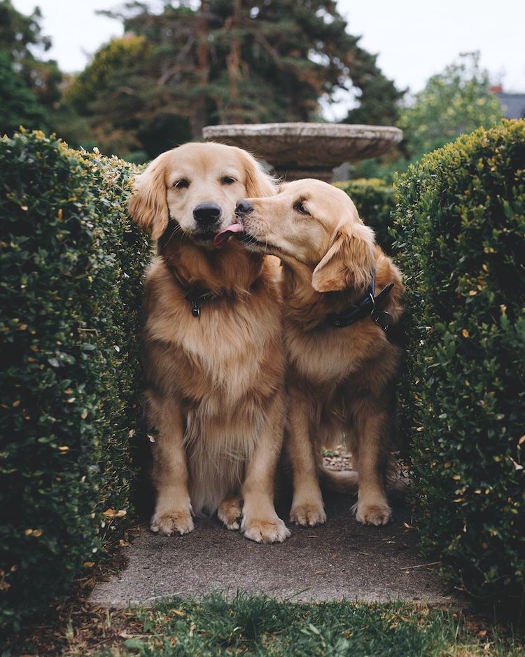 Fotos de golden retriever