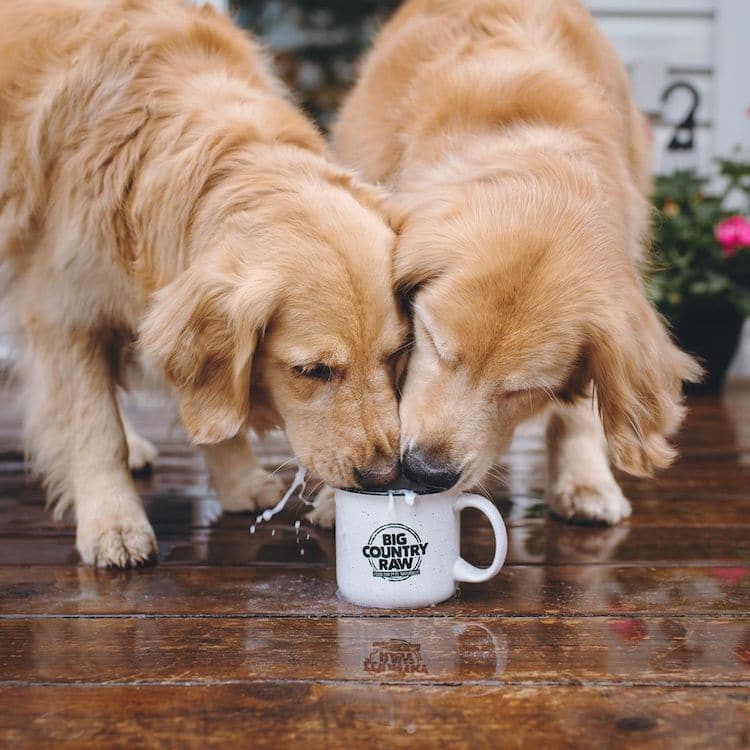 Fotos de golden retriever