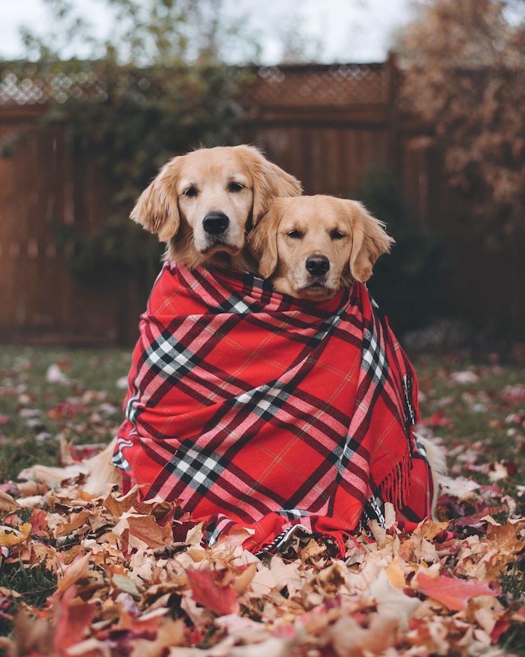 Fotografías de golden retriever