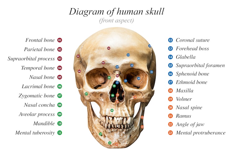 human skull front drawing