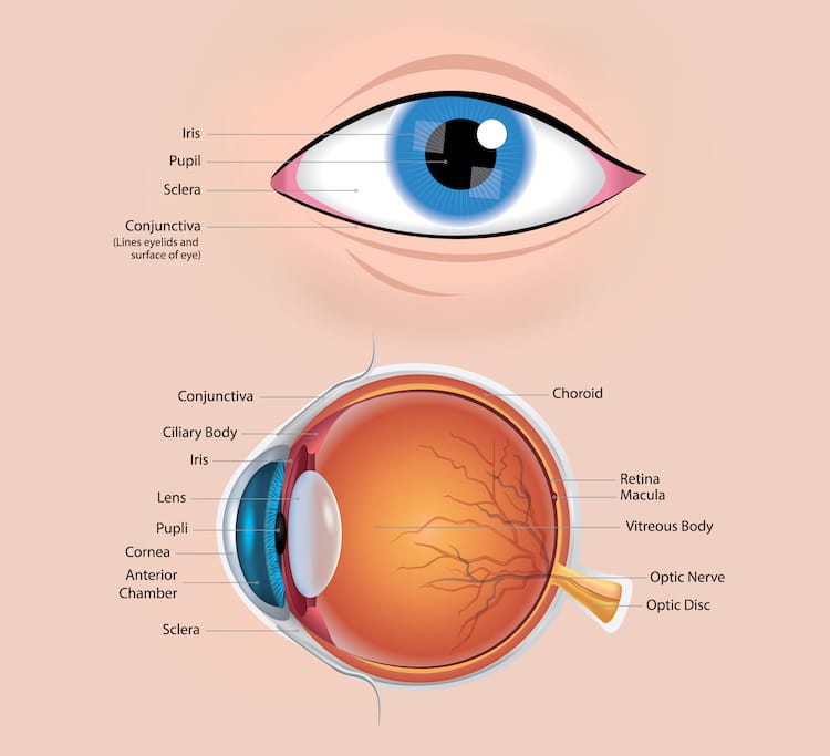 Anatomía de un ojo