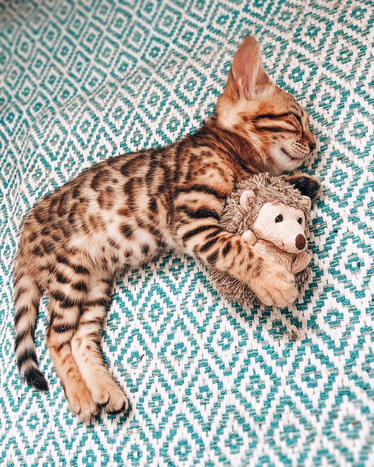 Bengal Cat Photo