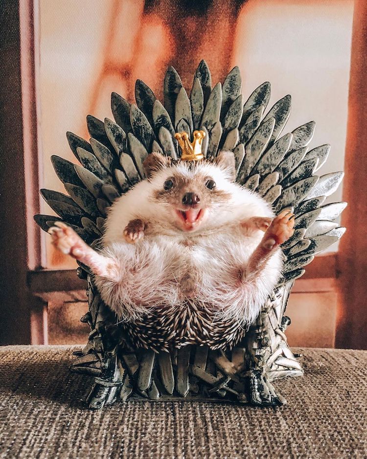 Cute Hedgehog Photos