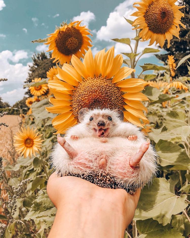 Cute Hedgehog Photos