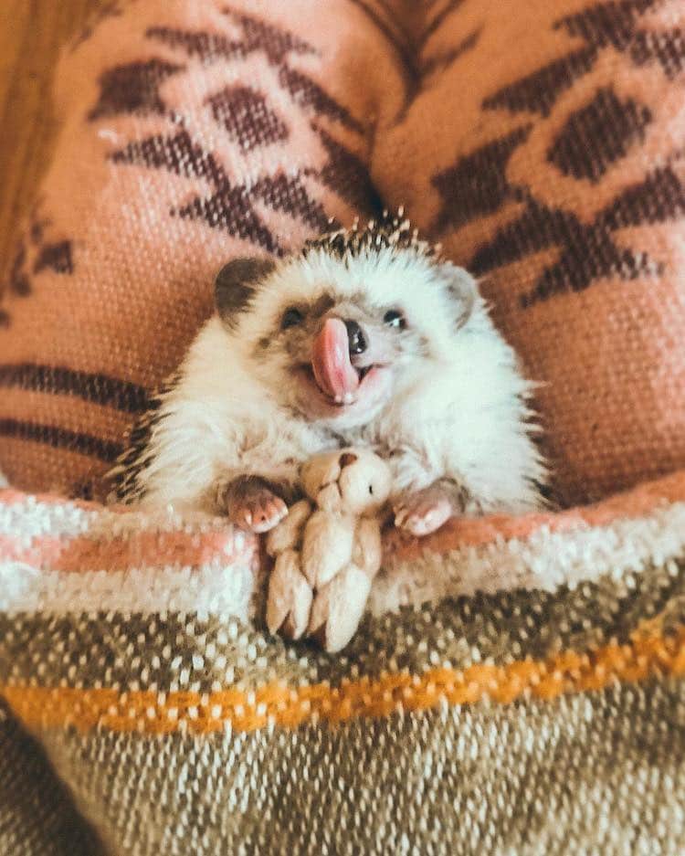 Adorable Hedgehog Photos Show the Unbreakable Bond Between Friends