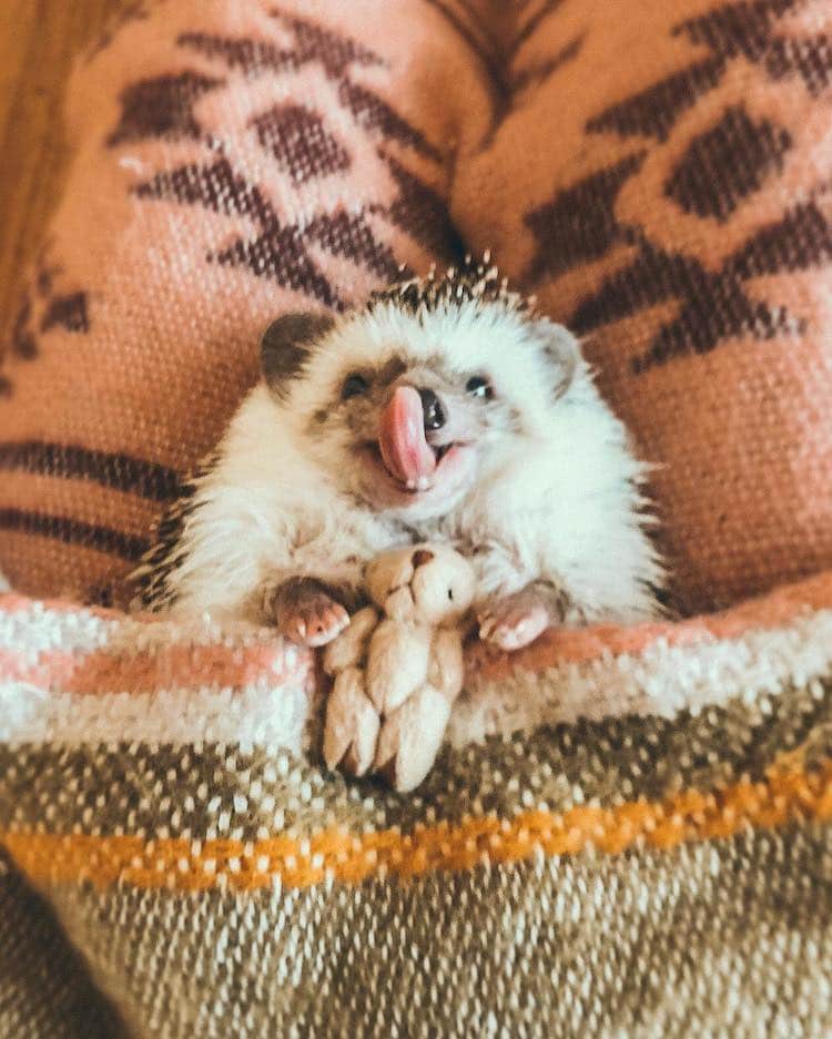 Cute Hedgehog Photos